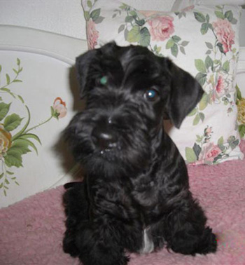 STARDUST SPEZIAL GIRL JOELINE