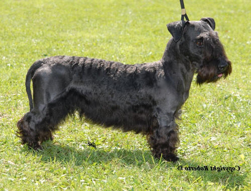 Cesky Terrier " Zidane vom Blockhaus"