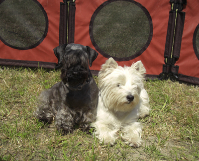 Cesky Terrier " Pucci" & West Highland Terrier "Take"