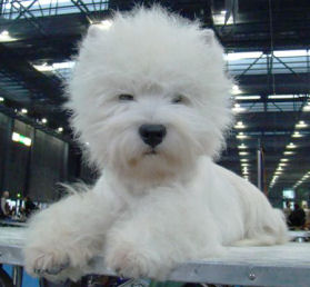 Westie Rde C h.Whos Montecillo 