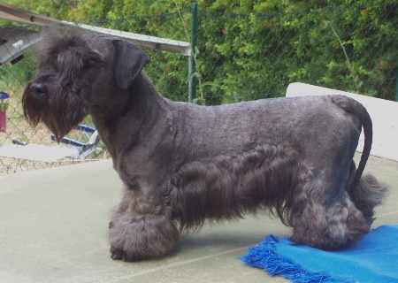 Cesky Terrier Stardust Spick�n Span 