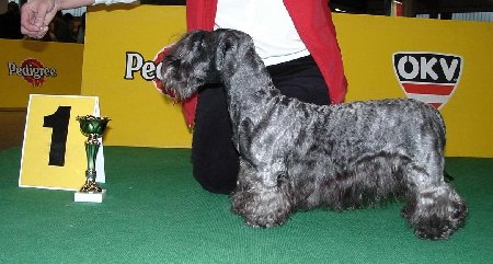 Cesky Terrier "Stardust Synphony in Blue"