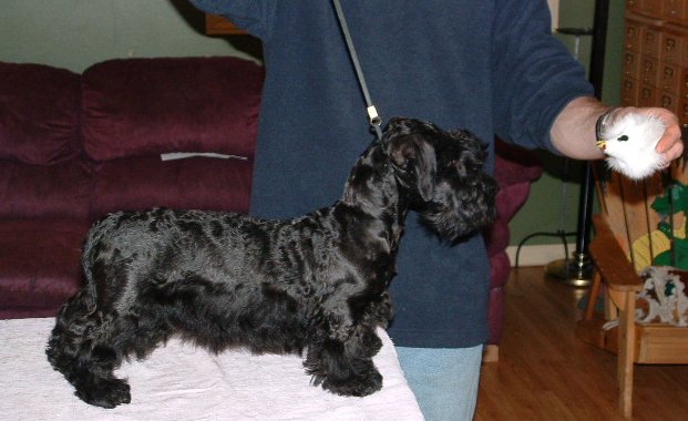 Cinder - Stardust Star Attraktion