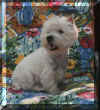 westie_bunt.jpg (9259 Byte)