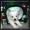 westie_in_schlafhoehl_rahm.jpg (35711 Byte)