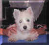 westiebaby_tisch.jpg (11416 Byte)