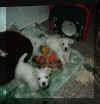 westiewelpen.1.jpg (13722 Byte)