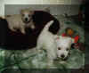 westiewelpen.jpg (12904 Byte)